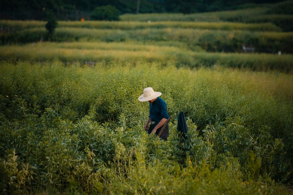 Petani merawat tanaman pangan di sela tegakan pohon